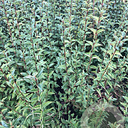 Syringa chinensis 'Saugeana' 80-100 cm met kluit