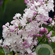 Syringa v. 'Krasavitsa Moskvy' 80-100 cm met kluit