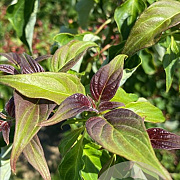 Cornus alternifolia 125-150 cm draadkluit struik