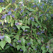 Cornus amomum 'Blue Cloud' 150-175 cm draadkluit struik