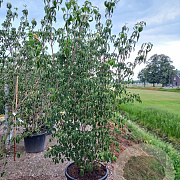 Cornus k. 'China Girl' 250-300 cm cont. 110L