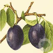 Prunus d. 'Hauszwetsche' hoogstam wortelgoed