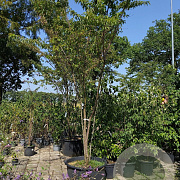 Prunus subh. 'Autumnalis' 250-300 cm container meerstammig