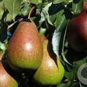 Pyrus c. 'Bonne Louise d'Avranches' 6-8 HO wortelgoed
