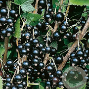 Ribes nigr. 'Ben Sarek' 60-80 cm 20L
