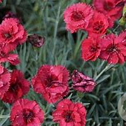 Dianthus (PL) 'Munot' GM P9
