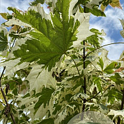 Acer plat. 'Drummondii' 10-12 HO draadkluit