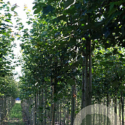 Acer rubrum Red Sunset 10-12 HO draadkluit