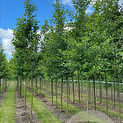 Alnus glutinosa 10-12 HO draadkluit