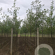 Alnus glutinosa 12-14 HO draadkluit