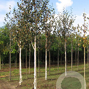 Betula utilis 'Doorenbos' 16-18 HO draadkluit