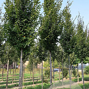 Carpinus bet. 'Frans Fontaine' 14-16 HO draadkluit