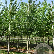 Corylus colurna 10-12 HO draadkluit