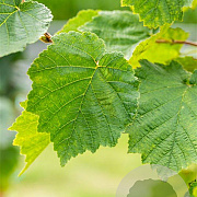 Corylus colurna 10-12 HO draadkluit