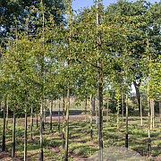 Malus toringo 'Brouwers Beauty' 14-16 HO draadkluit