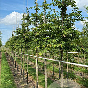 Parrotia persica 10-12 HO draadkluit