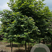 Platanus or. 'Minaret' 25-30 HO draadkluit