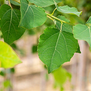 Populus tremula 16-18 HO draadkluit