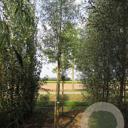 Salix alba 'Belders' 20-25 HO draadkluit