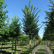Ulmus 'Lobel' 20-25 HO draadkluit
