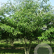 Cornus alternifolia 200-250 cm draadkluit meerstammig