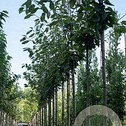 Prunus a. 'Regina' 14-16 HO draadkluit