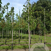 Prunus a. 'Regina' 18-20 HO draadkluit