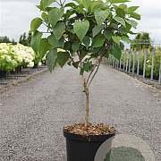 Clerodendrum trichotomum 100-125 cm 12L