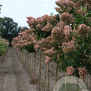 Hydrangea pan. Sundae Fraise 8-10 HO draadkluit 180 cm stam LEIVORM