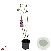 Syringa v. 'Belle de Nancy' 80-100 cm 7,5L
