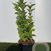 Syringa v. Carpe Diem 40-60 cm 3,0L