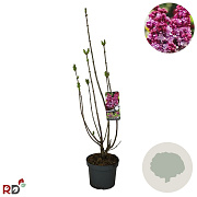 Syringa v. 'Michel Buchner' 80-100 cm 7,5L