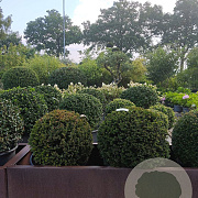 Taxus baccata 50 cm container bol