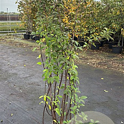Viburnum bodn. 'Charles Lamont' 175-200 cm 15L