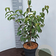 Cornus k. 'China Girl' 50-60 cm 7,5L