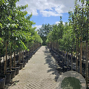 Malus d. 'Elstar' 10-12 HO container