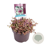 Ajuga reptans 'Burgundy Glow' GM C5