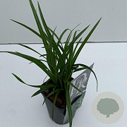 Carex morrowii 'Irish Green' 25-30 cm C1 vierkant