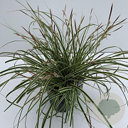 Carex oshim. Evercolor Evercream 35-40 cm 2,0L vierkant