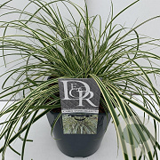 Carex oshim. Evercolor Evercream 45-50 cm 5,0L vierkant