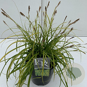 Carex oshim. Evercolor Everillo 45-50 cm 5,0L vierkant