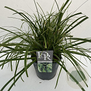Carex oshim. Evercolor Everlime 40-45 cm 5,0L vierkant