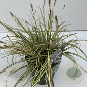 Carex oshim. 'Evergold' 35-40 cm 2,0L vierkant