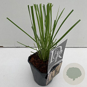 Cortaderia selloana 25-30 cm C1 vierkant