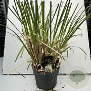 Cortaderia selloana 35-40 cm 10L