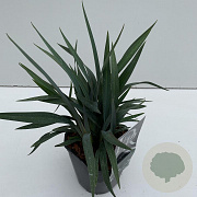 Dianella Blue Stream 35-40 cm 2,0L vierkant