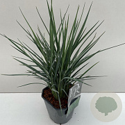 Dianella revoluta Coolvista 35-40 cm 2,0L vierkant