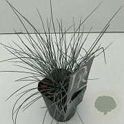Festuca glauca 'Elijah Blue' 25-30 cm C1 vierkant