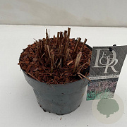 Miscanthus sin. 'Ferner Osten' 25-30 cm 3,0L