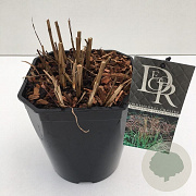 Miscanthus sin. 'Ferner Osten' 25-30 cm 5,0L vierkant